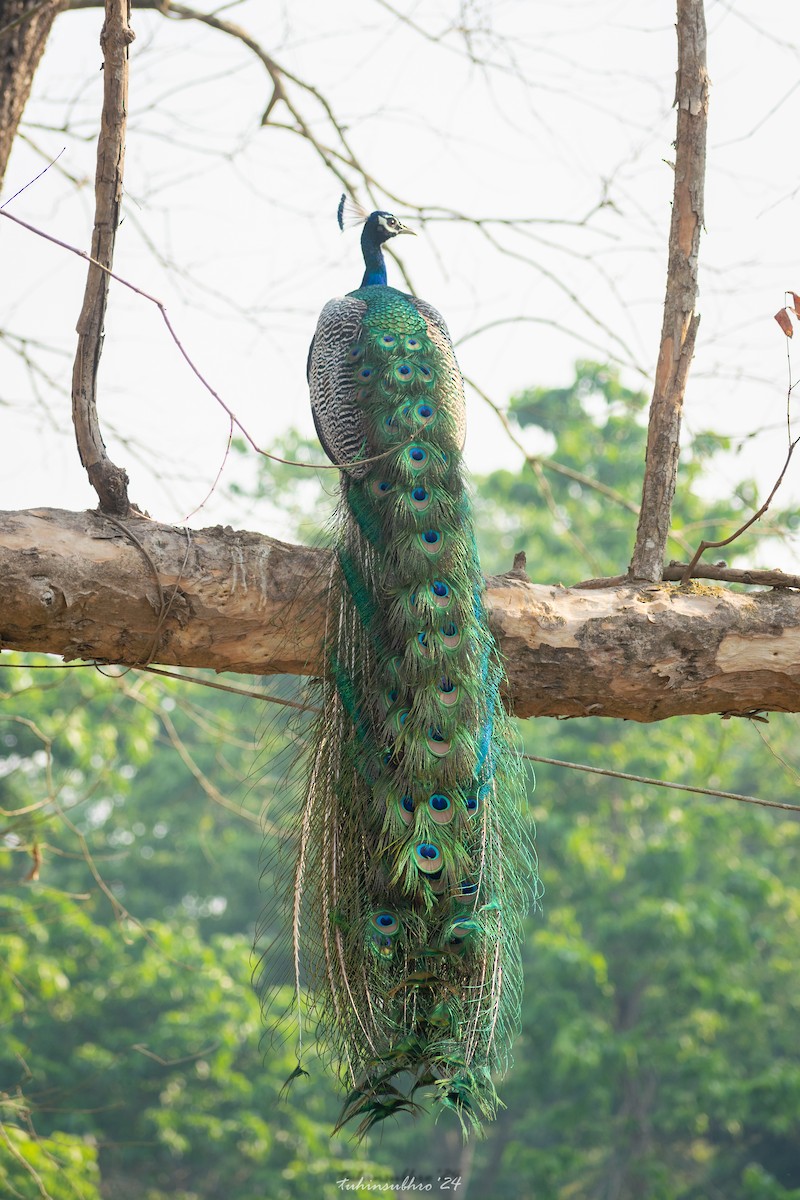 Indian Peafowl - ML622156325