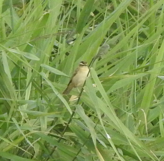 Sedge Warbler - ML622156376