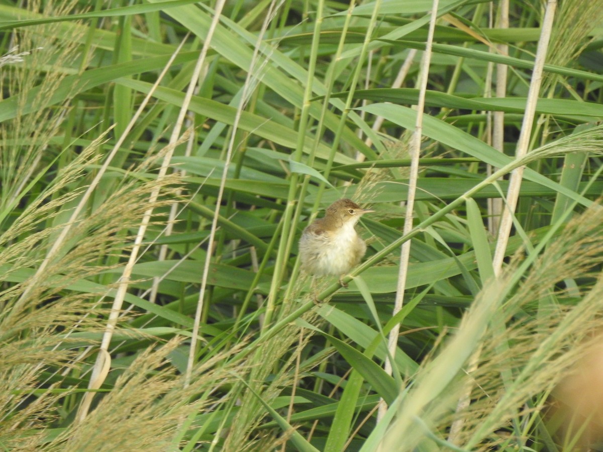 Common Reed Warbler - ML622156377