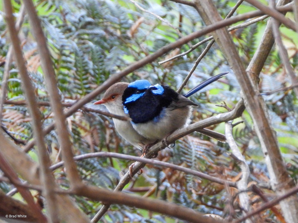 Superb Fairywren - Brad White