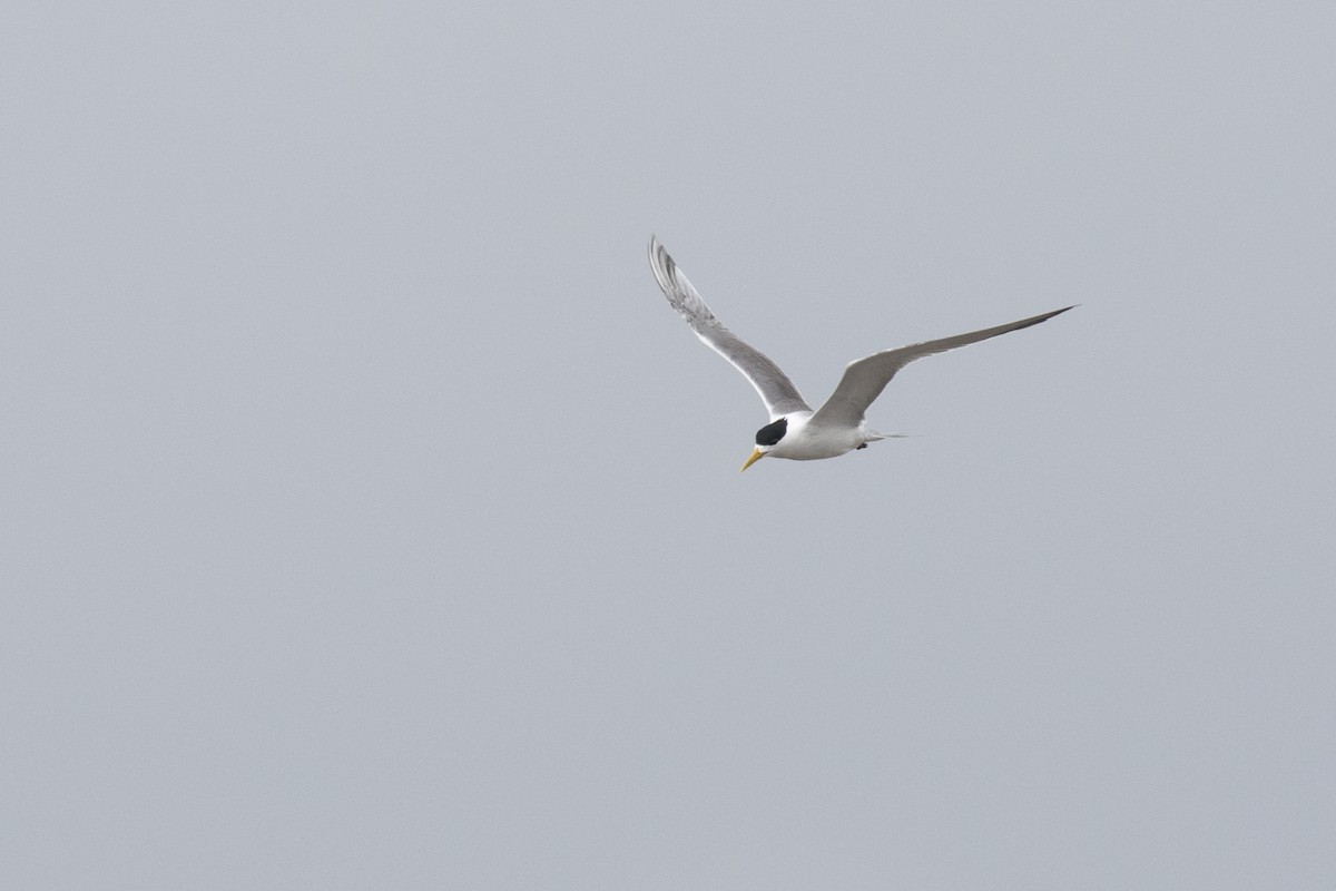 Great Crested Tern - Ramesh Shenai