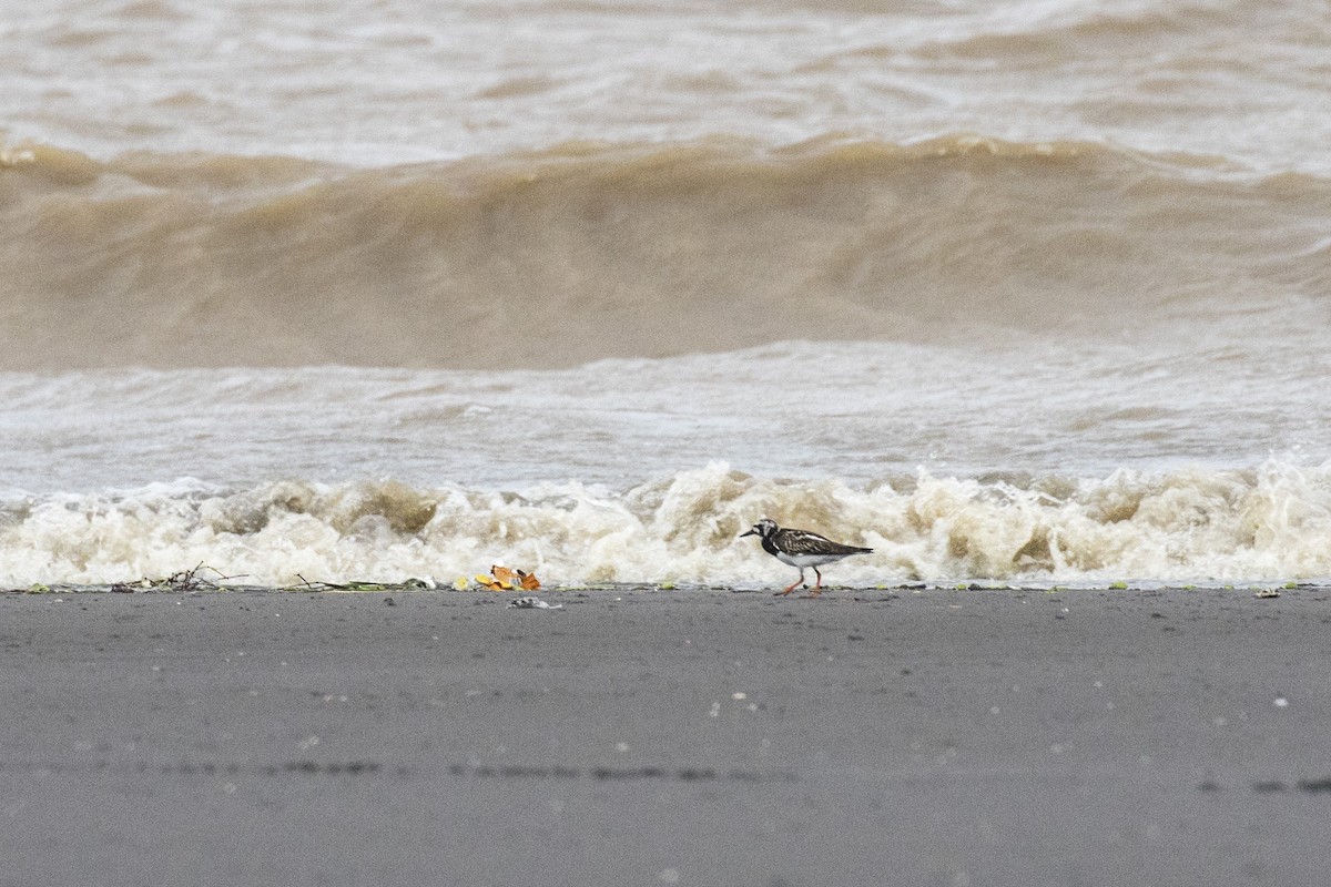 Ruddy Turnstone - ML622156409