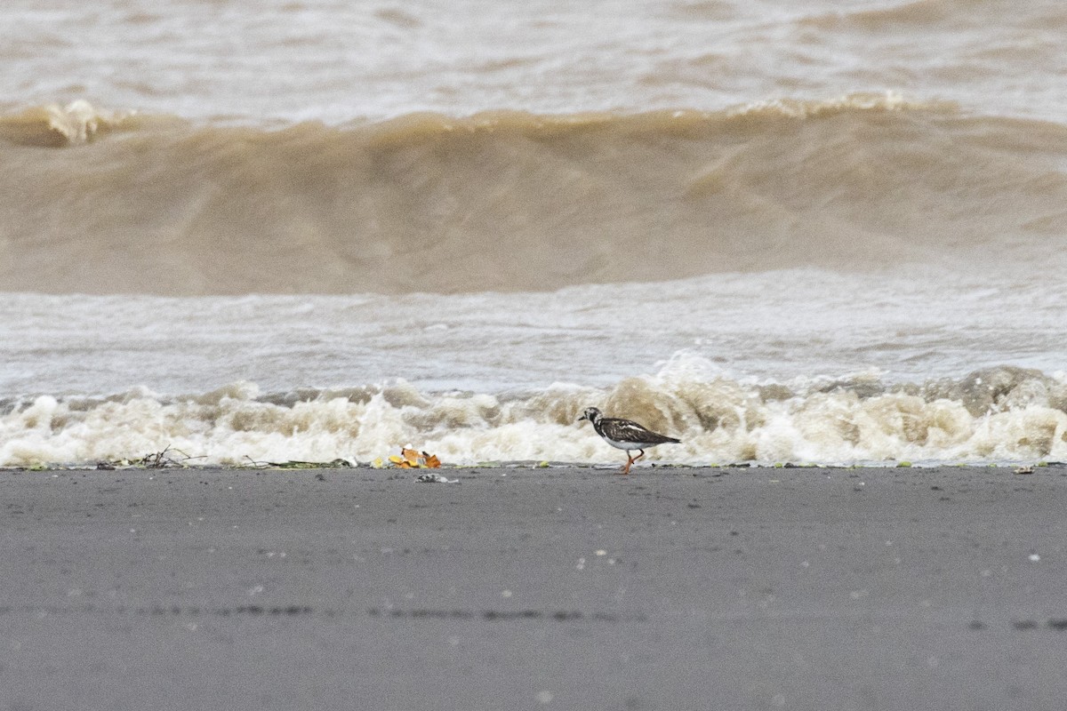 Ruddy Turnstone - ML622156410