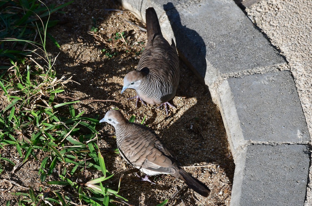 Zebra Dove - ML622156413