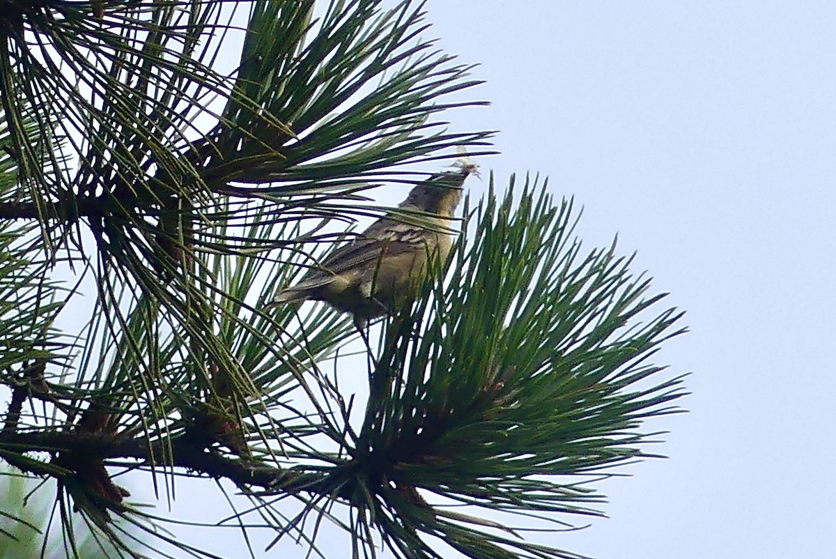 Pine Warbler - ML622156452