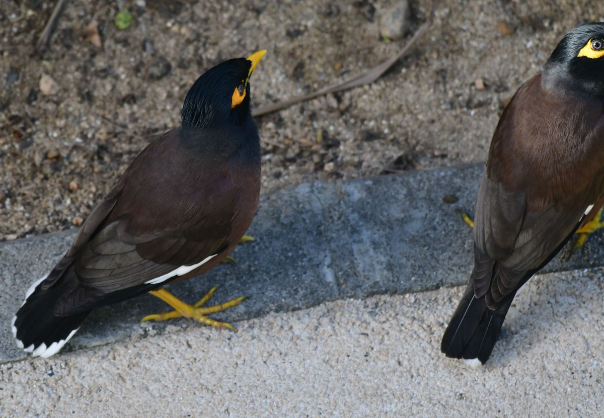 Common Myna - ML622156478