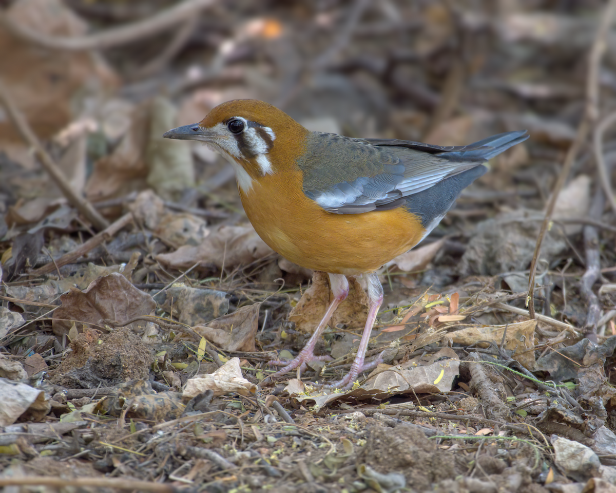 Orange-headed Thrush - ML622156492