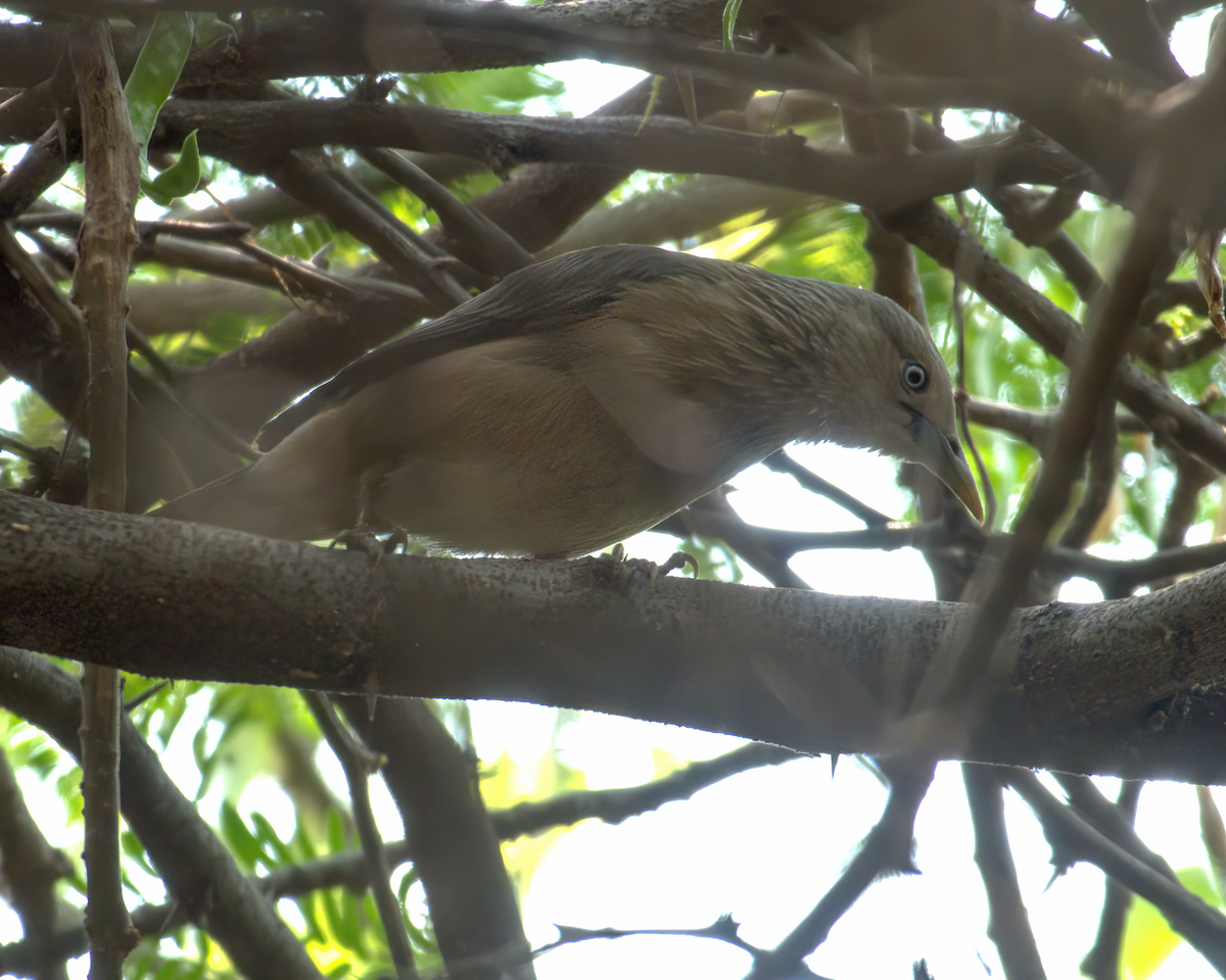 Chestnut-tailed Starling - ML622156499