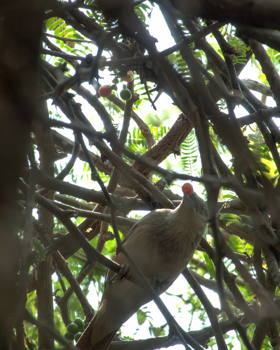 Chestnut-tailed Starling - ML622156500