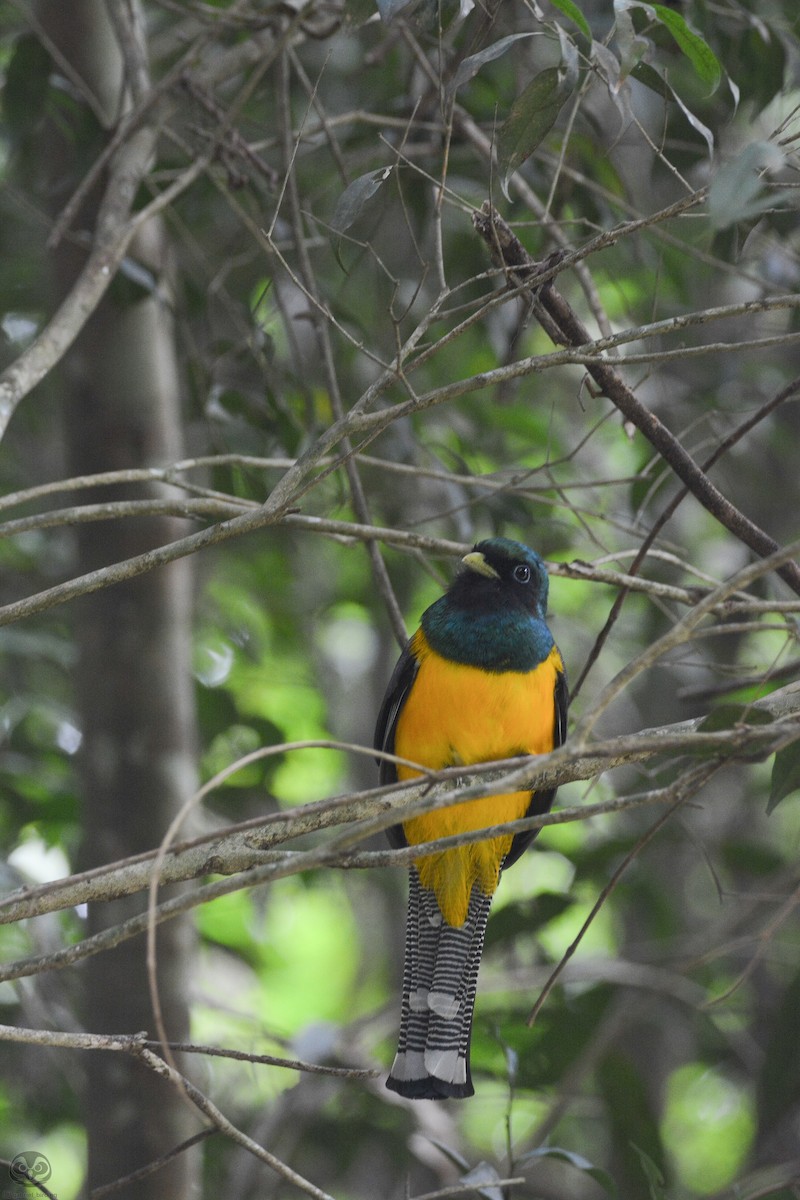 Atlantic Black-throated Trogon - ML622156529