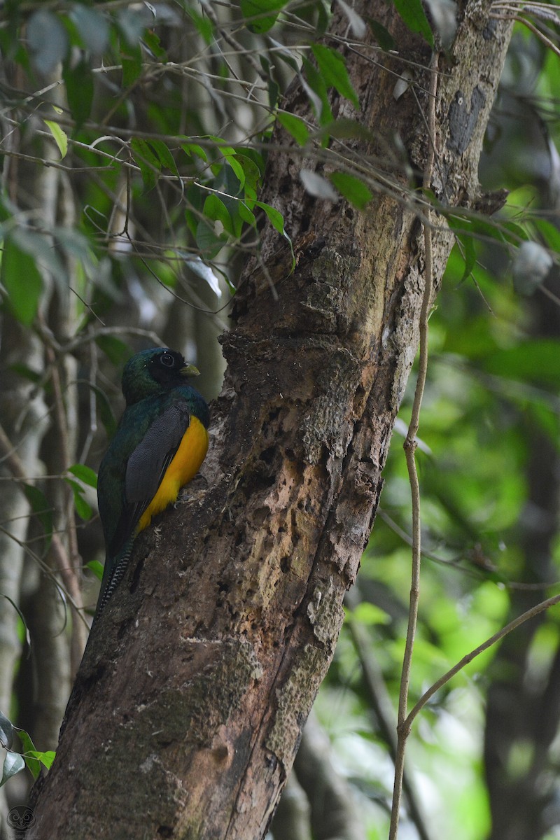 Atlantic Black-throated Trogon - ML622156531