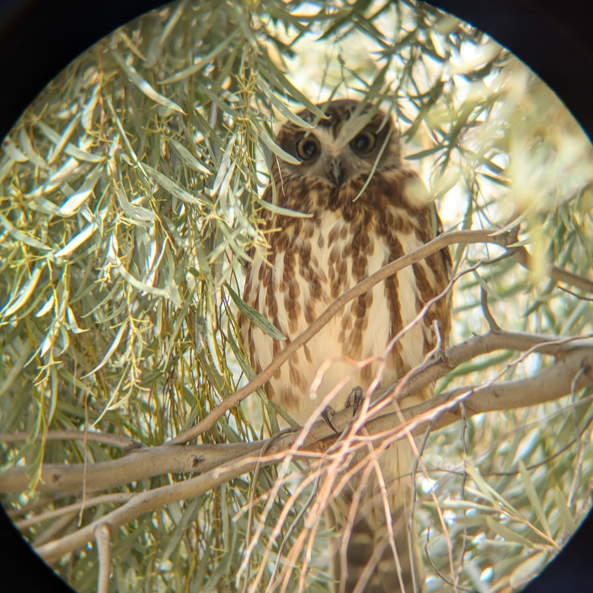 Australian Boobook - ML622156557