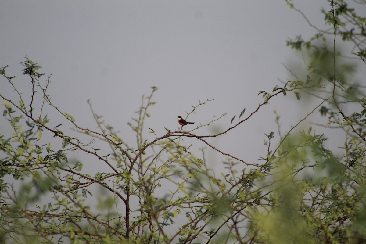 Ashy Prinia - ML622156565