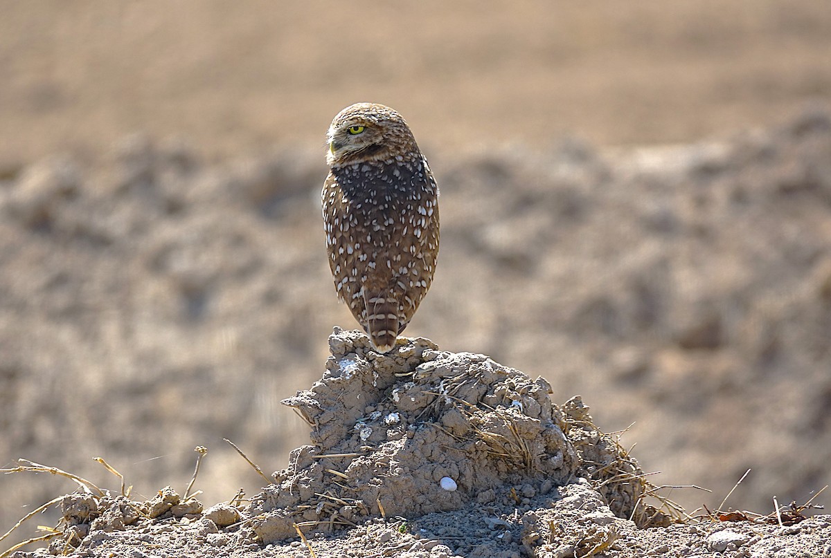 Burrowing Owl - Edurne Ugarte