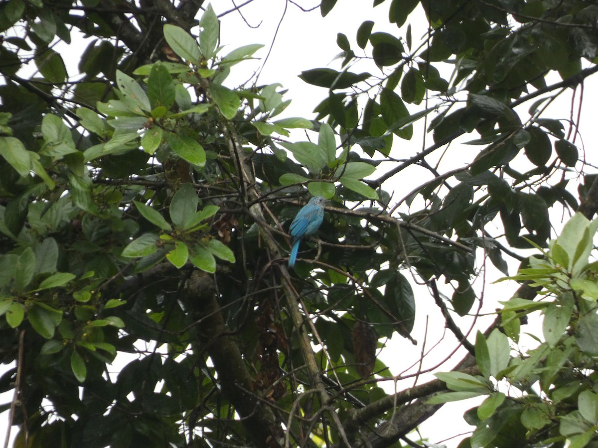 Verditer Flycatcher - ML622156570