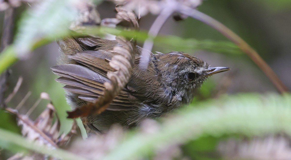 Aberrant Bush Warbler (Sunda) - ML622156575