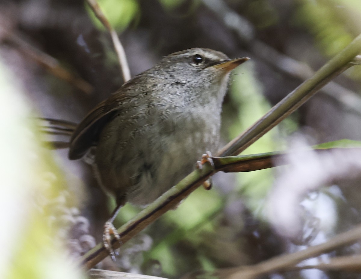 Aberrant Bush Warbler (Sunda) - ML622156576