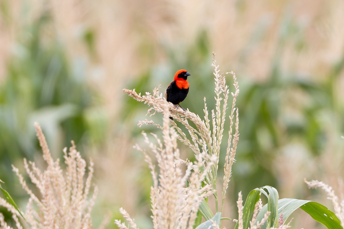 Black-winged Bishop - ML622156577