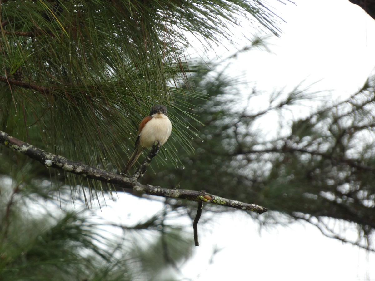 Burmese Shrike - ML622156579