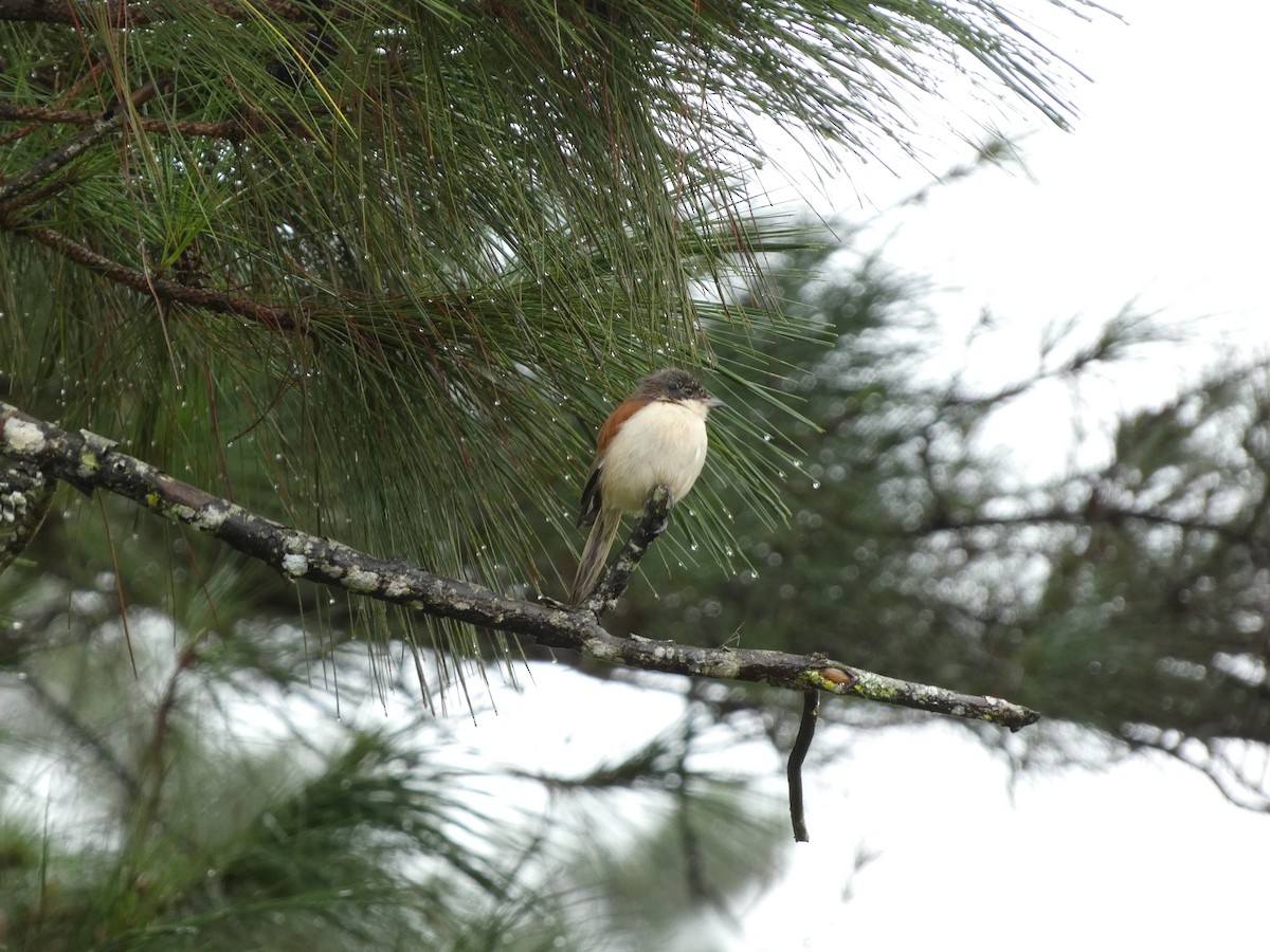 Burmese Shrike - ML622156580