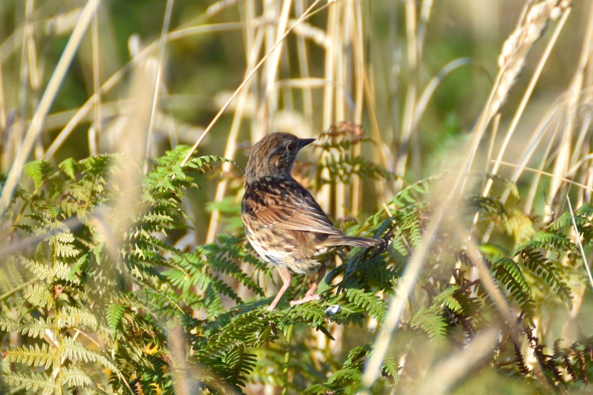 Dunnock - ML622156581