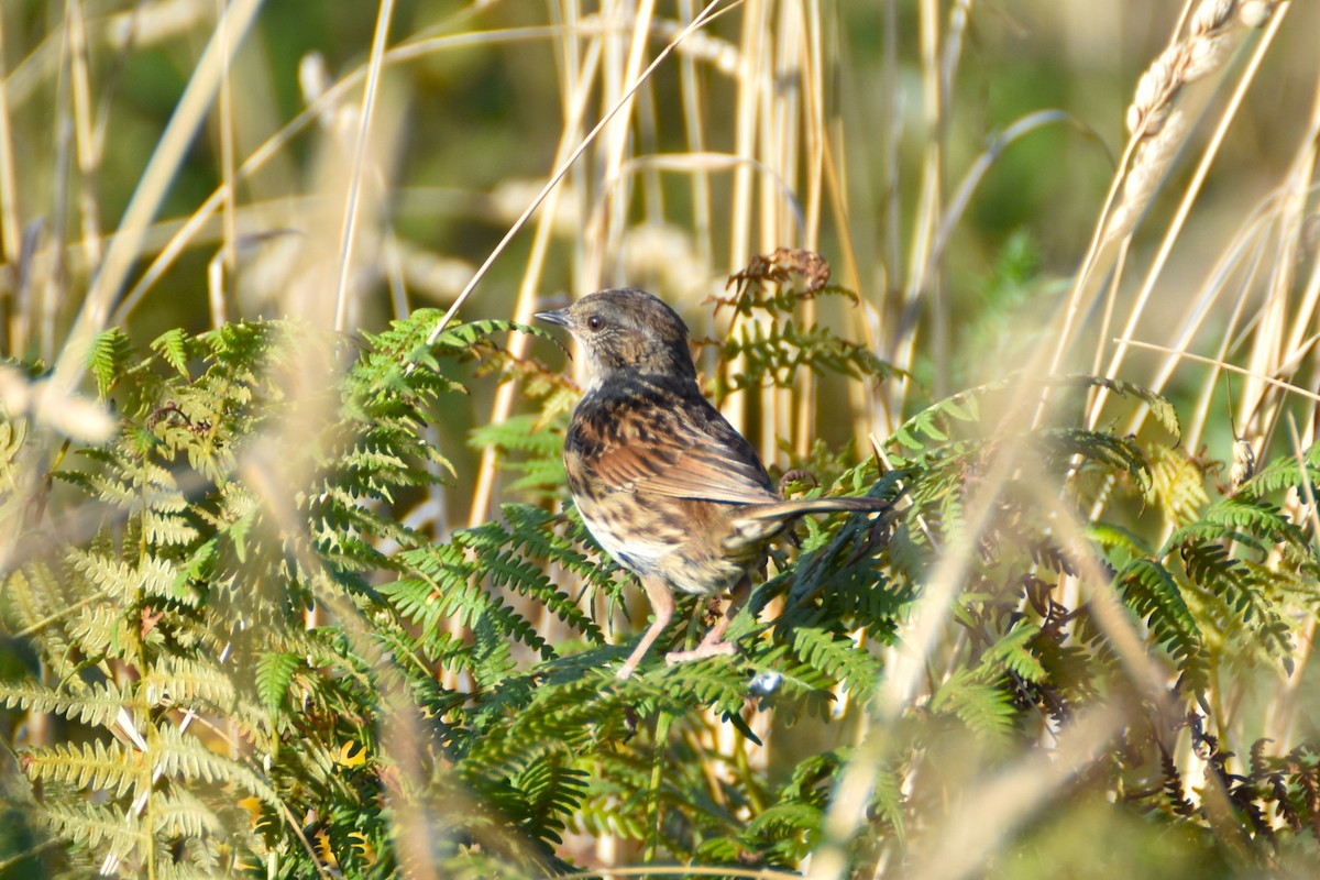 Dunnock - ML622156582