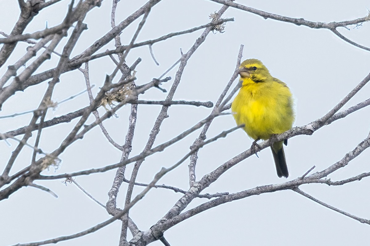 Brimstone Canary - ML622156584