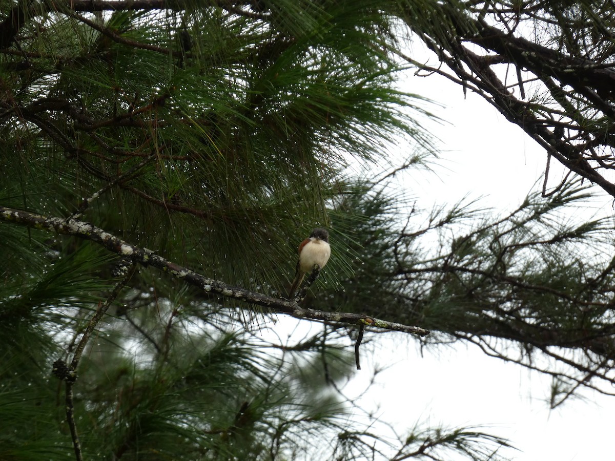 Burmese Shrike - ML622156585