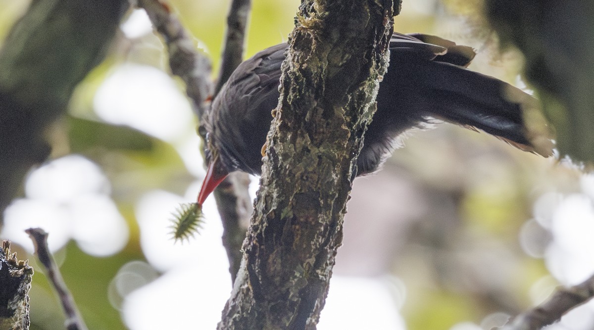 Bare-headed Laughingthrush - ML622156586