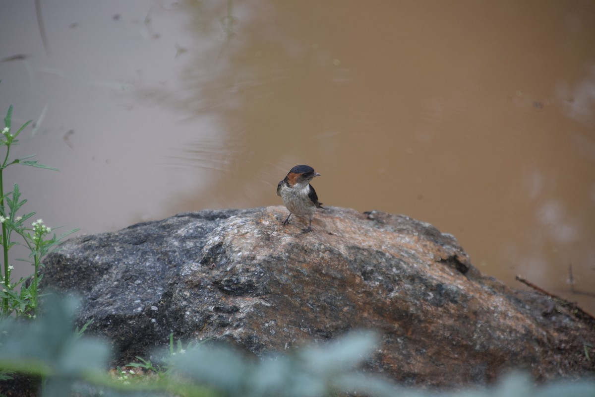 Red-rumped Swallow - ML622156587