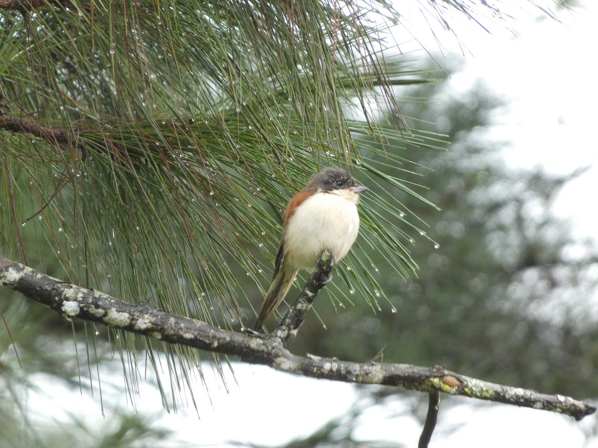 Burmese Shrike - ML622156588