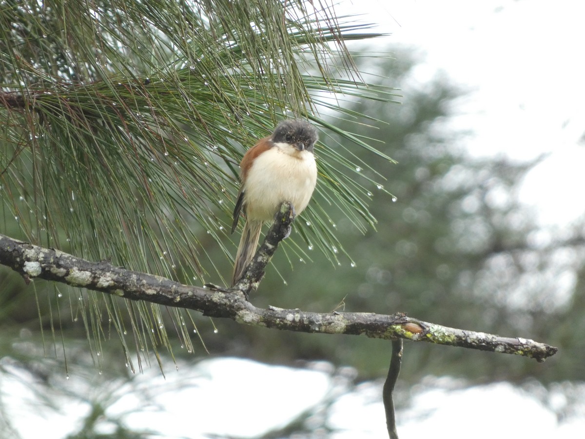 Burmese Shrike - ML622156589