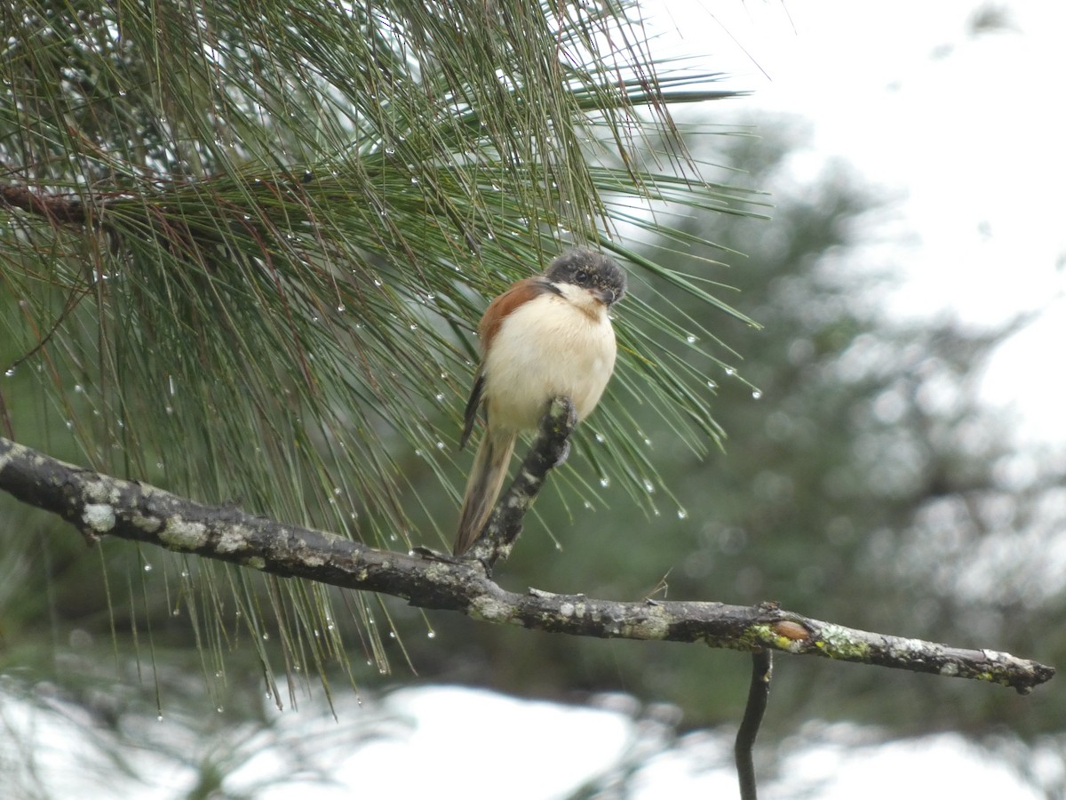 Burmese Shrike - ML622156591