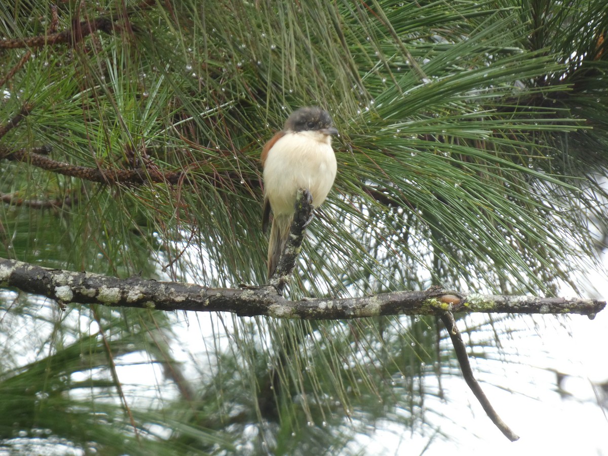 Burmese Shrike - ML622156592