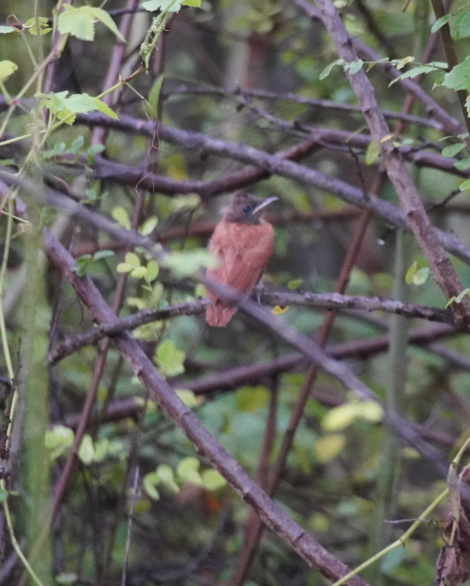 Indian Paradise-Flycatcher - ML622156593