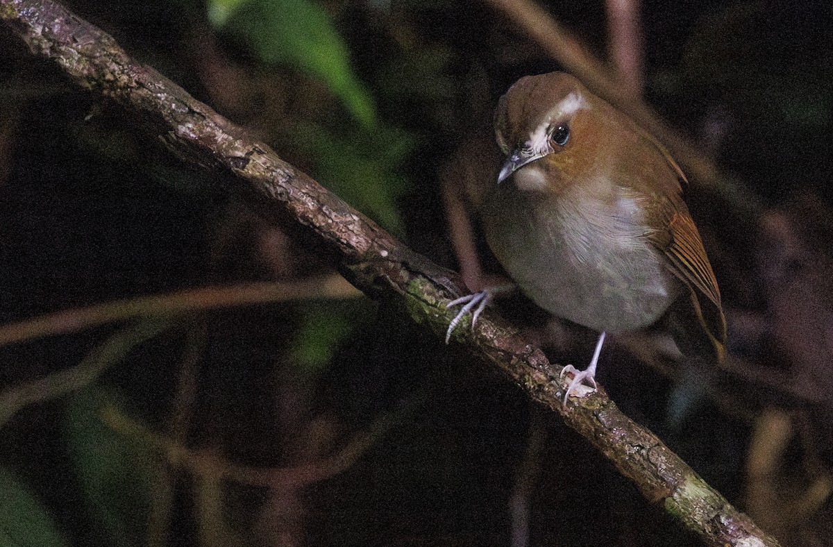 Eyebrowed Jungle Flycatcher - ML622156594