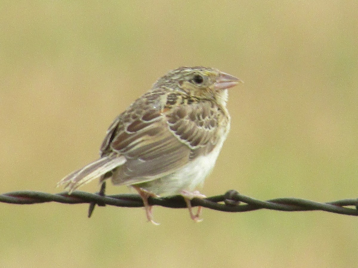 Grasshopper Sparrow - ML622156595