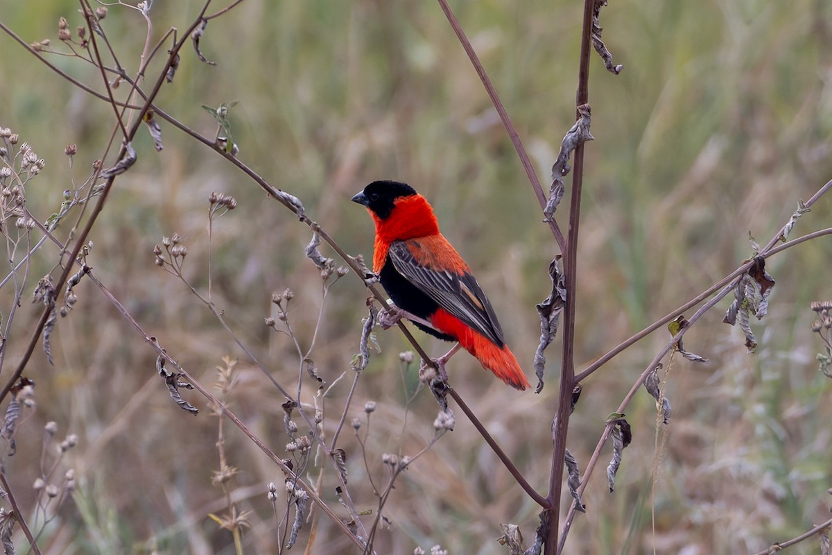 Northern Red Bishop - ML622156600