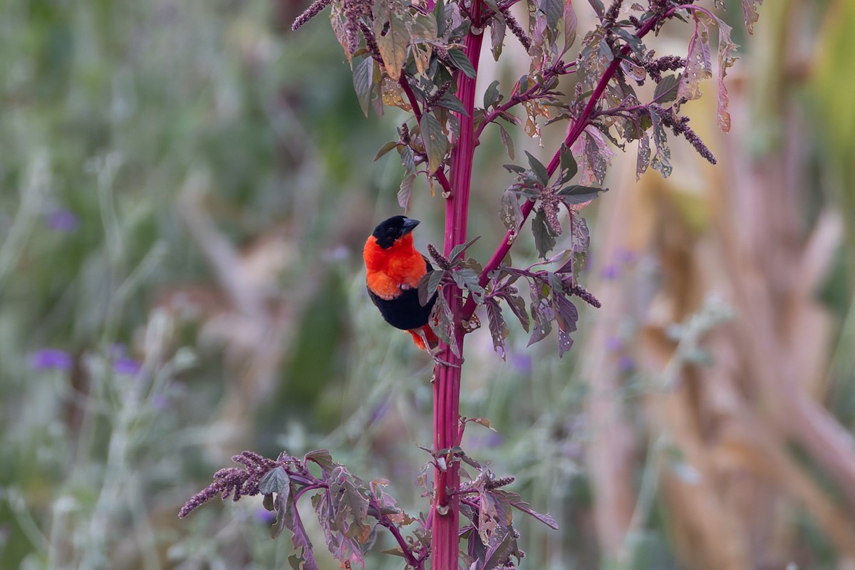 Northern Red Bishop - ML622156601