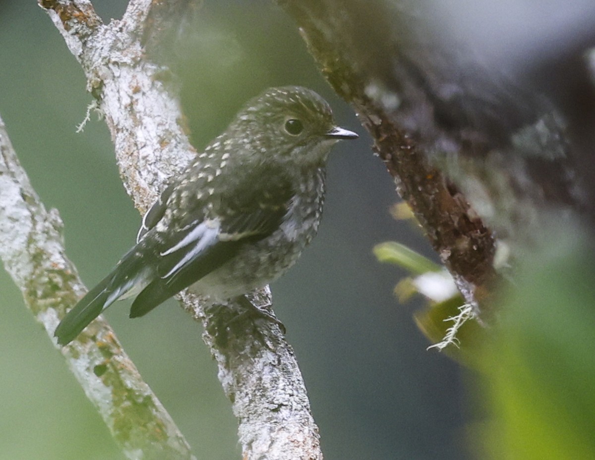 Little Pied Flycatcher - ML622156602