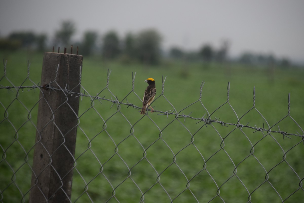 Black-breasted Weaver - ML622156605