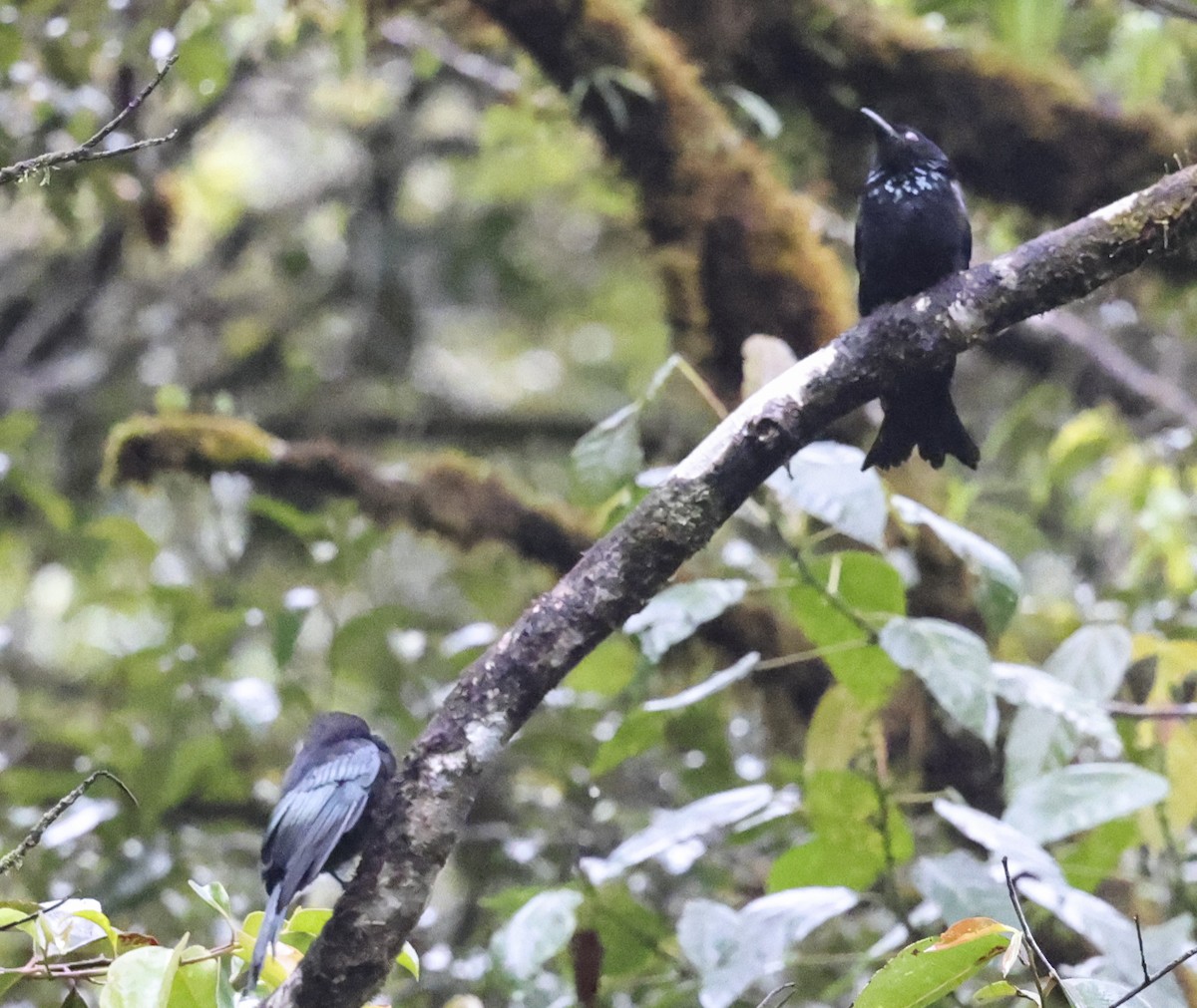 Hair-crested Drongo (Bornean) - ML622156606