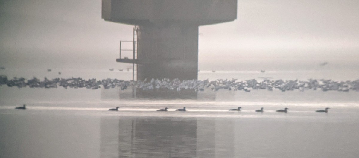 Common Loon - Rich Bayldon