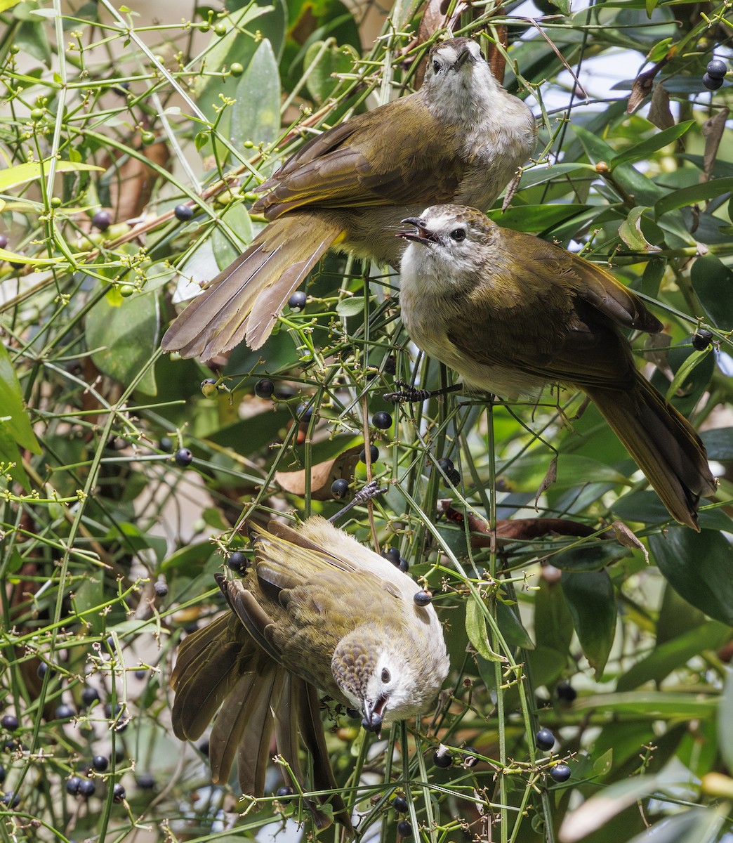 Pale-faced Bulbul - Jason Vassallo