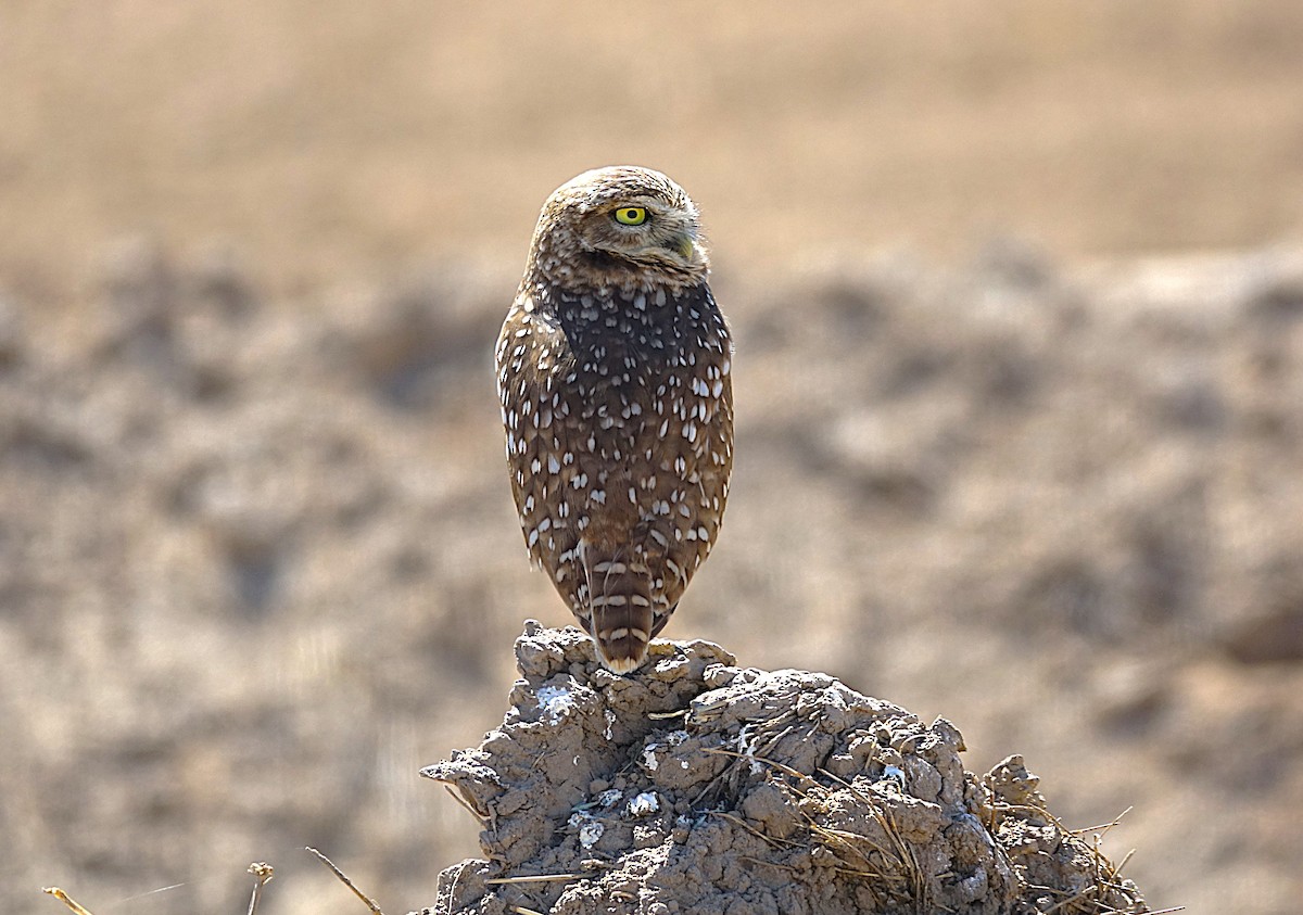 Burrowing Owl - ML622156633