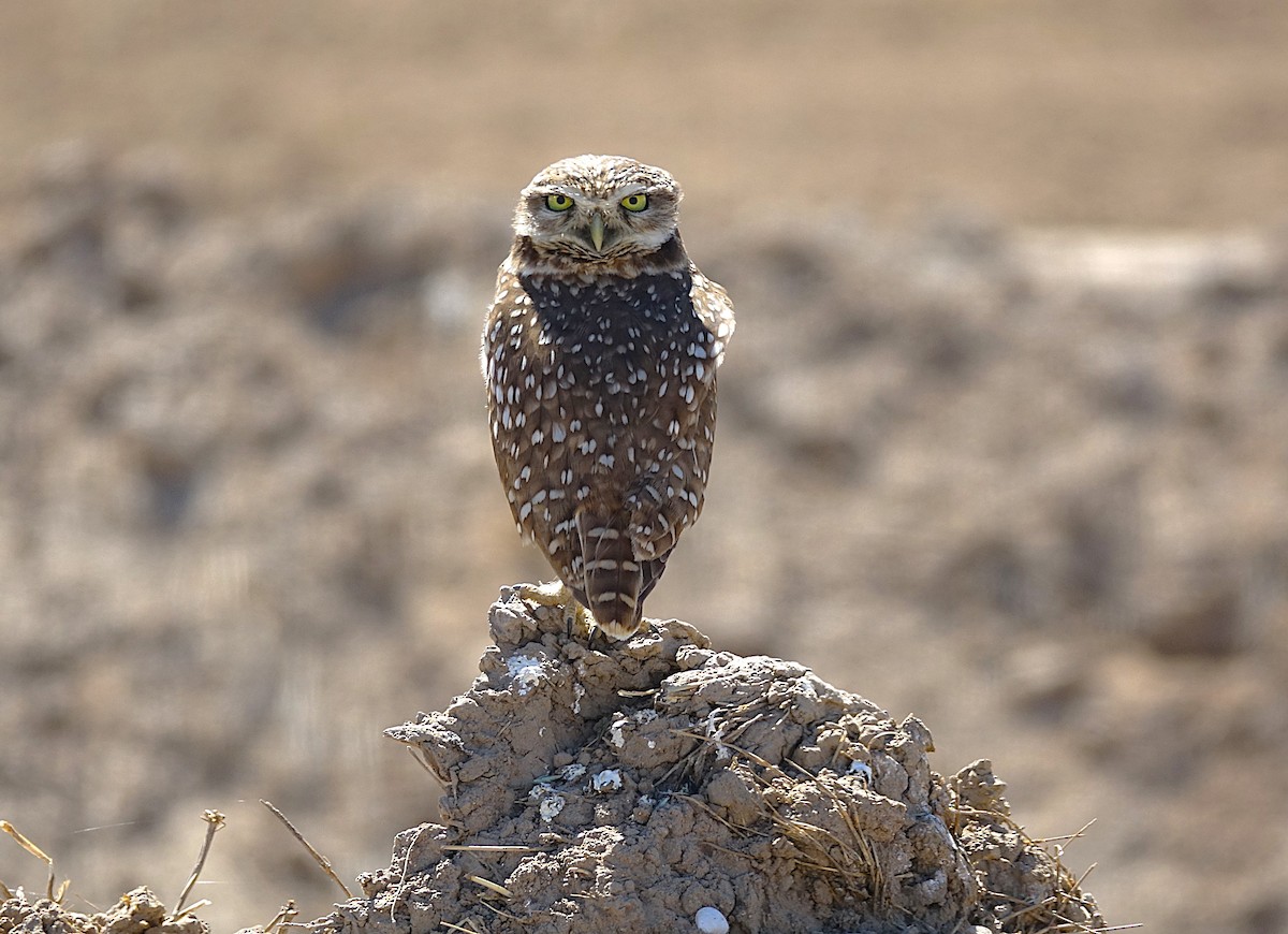 Burrowing Owl - ML622156634