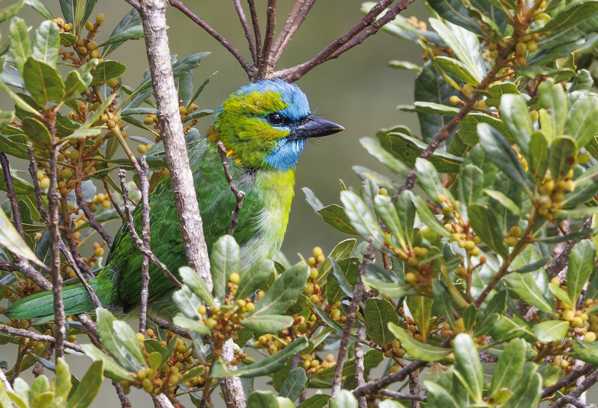 Golden-naped Barbet - ML622156637