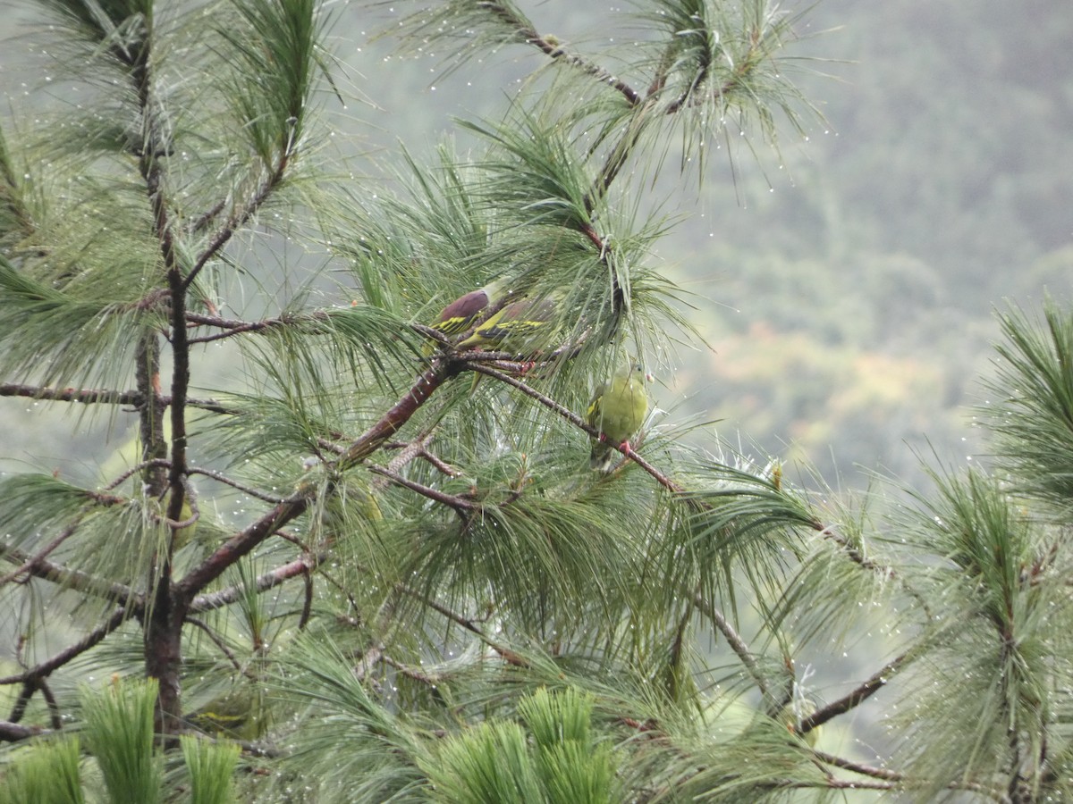 Wedge-tailed Green-Pigeon - ML622156645