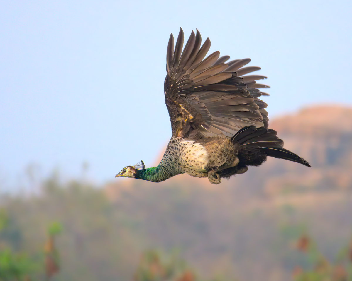 Pavo Real Común - ML622156657