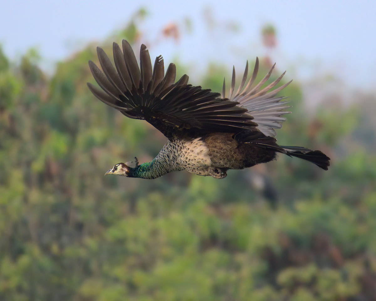 Pavo Real Común - ML622156658